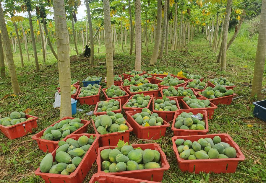 Papaya harvest graded into crates